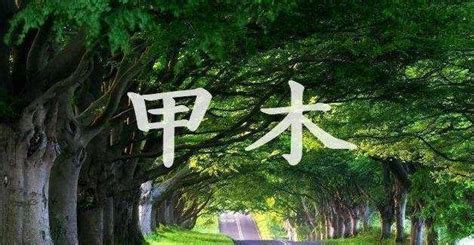 八字甲木